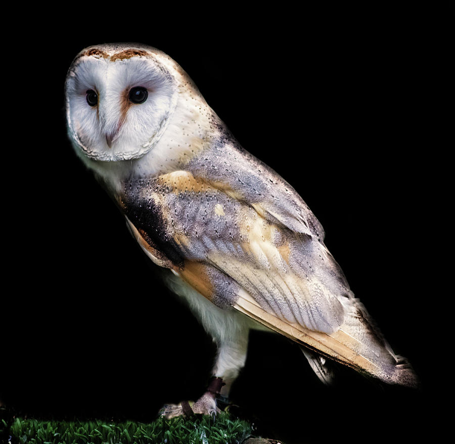 Owl Photograph - Barn Owl by Martin Newman