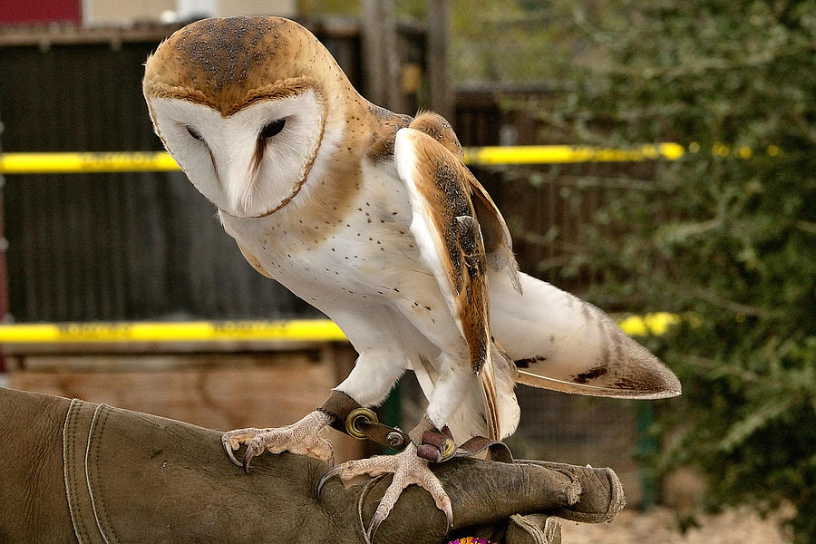 Barn Owl Photograph by Michael Gordon