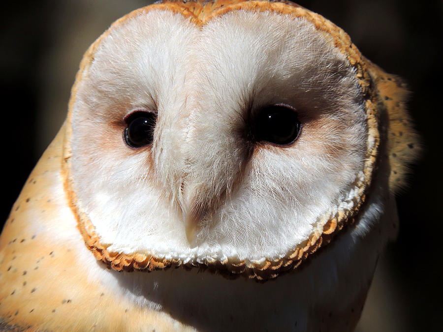 Barn Owl Photograph by Mike Guhl - Fine Art America