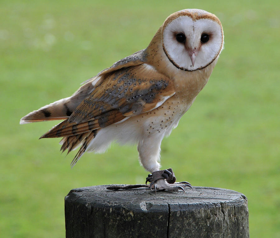 Barn Owl, Munich Zoo Photograph by Curt Rush