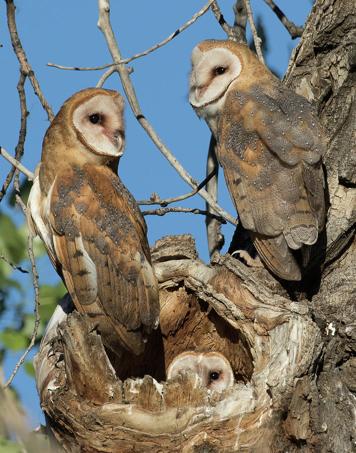 Barn Owl Nest #1 Photograph by Mindy Musick King