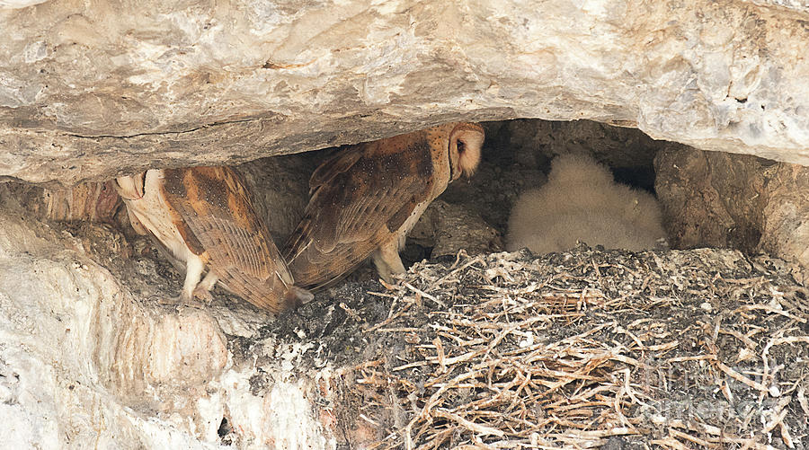 Barn Owl Nest Photograph By Dennis Hammer