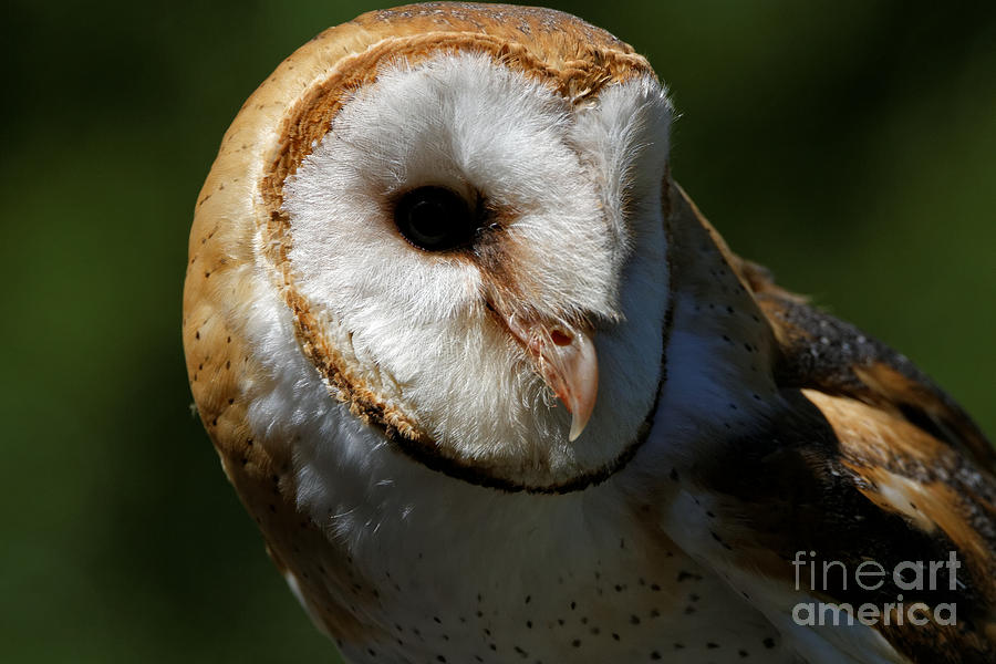 Barn Owl Observing Photograph By Sue Harper