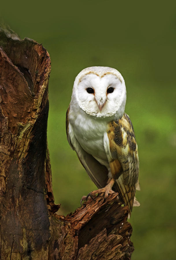 Wild Life Digital Art - Barn Owl On Bark by Georgiana Romanovna