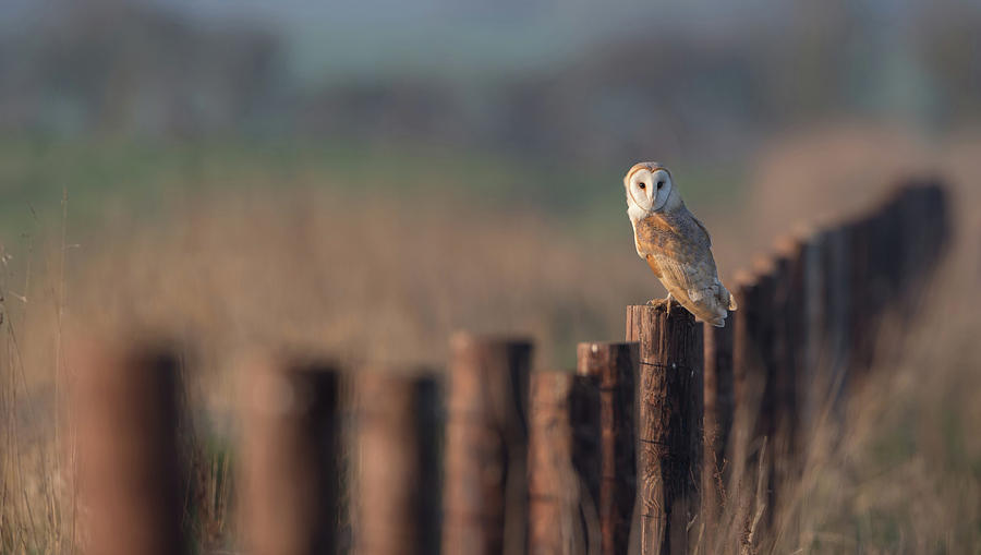 Barn Owl On Fence Line Photograph by Pete Walkden
