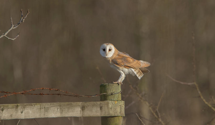 Barn Owl On Fence Photograph by Pete Walkden