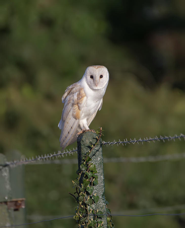 Barn Owl On Ivy Post Photograph by Pete Walkden