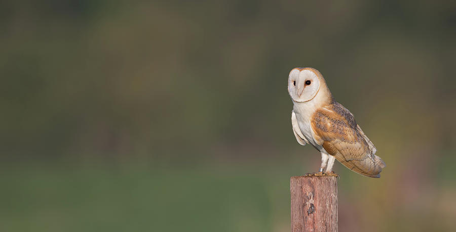 Barn Owl On Post Photograph by Pete Walkden