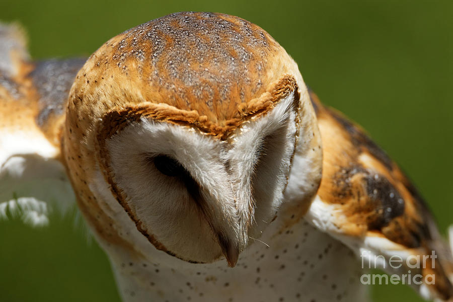 Barn Owl On The Hunt Photograph By Sue Harper