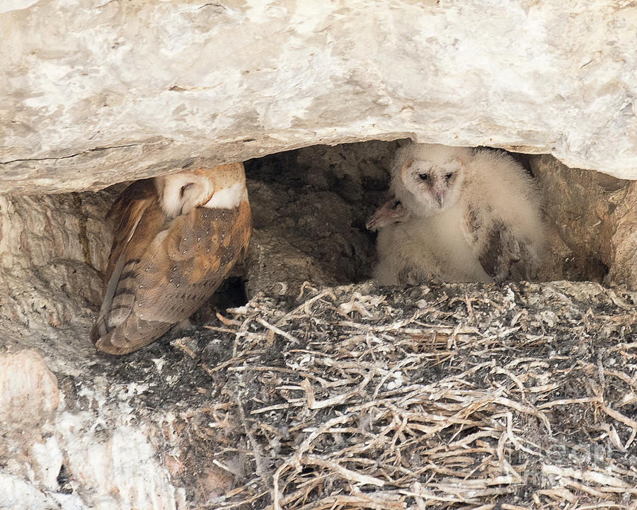 Barn Owl on the Nest with Chicks Photograph by Dennis Hammer
