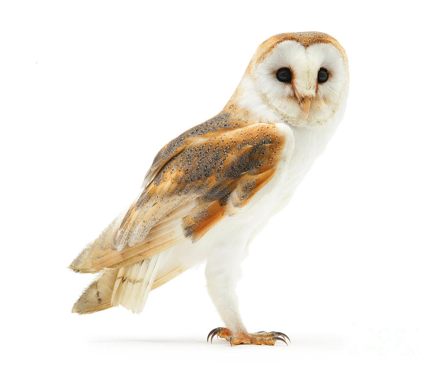 Barn Owl on white Photograph by Warren Photographic