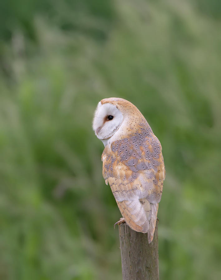Barn Owl Perched On Post Photograph by Pete Walkden