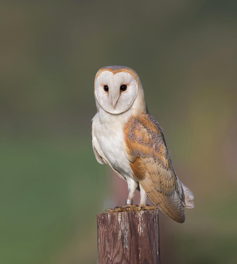 Barn Owl Perched Photograph by Pete Walkden