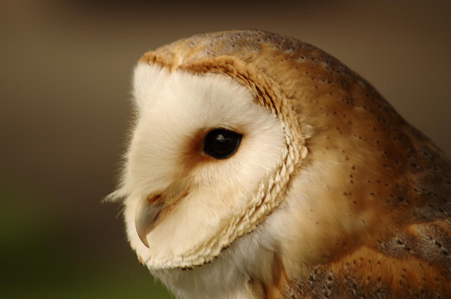Barn Owl Portrait Photograph by Adrian Wale