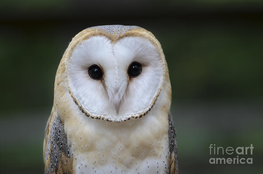 Barn Owl Portrait Photograph by Andrea Silies Barn Owl Portrait Photograph by Andrea Silies