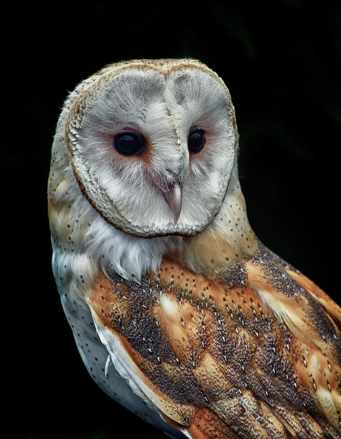 Barn Owl Portrait Photograph by Garrett Sheehan