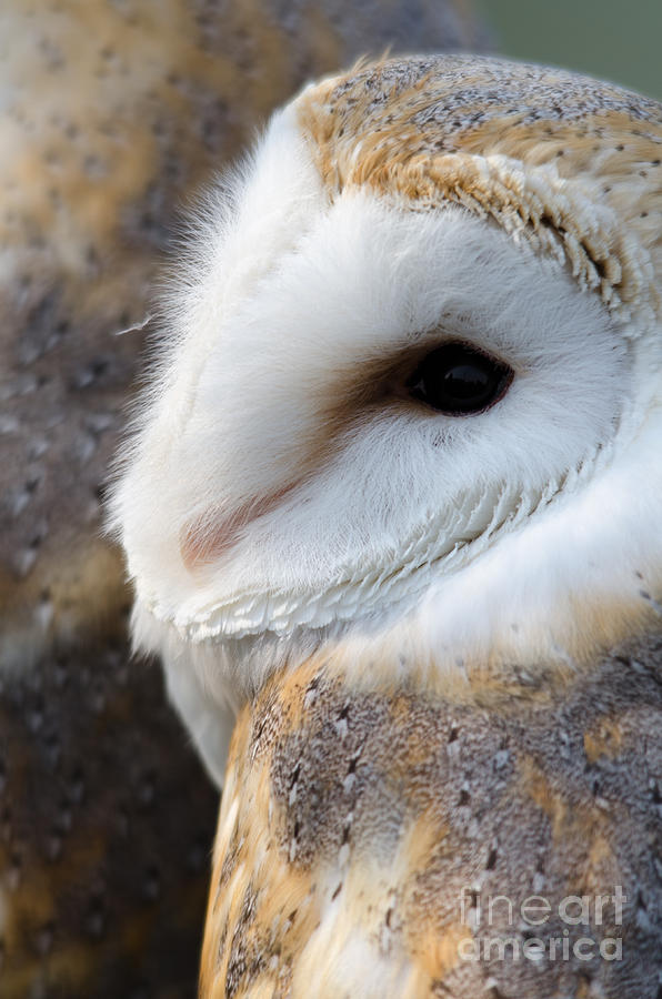 Owl Photograph - Barn Owl portrait by Steev Stamford