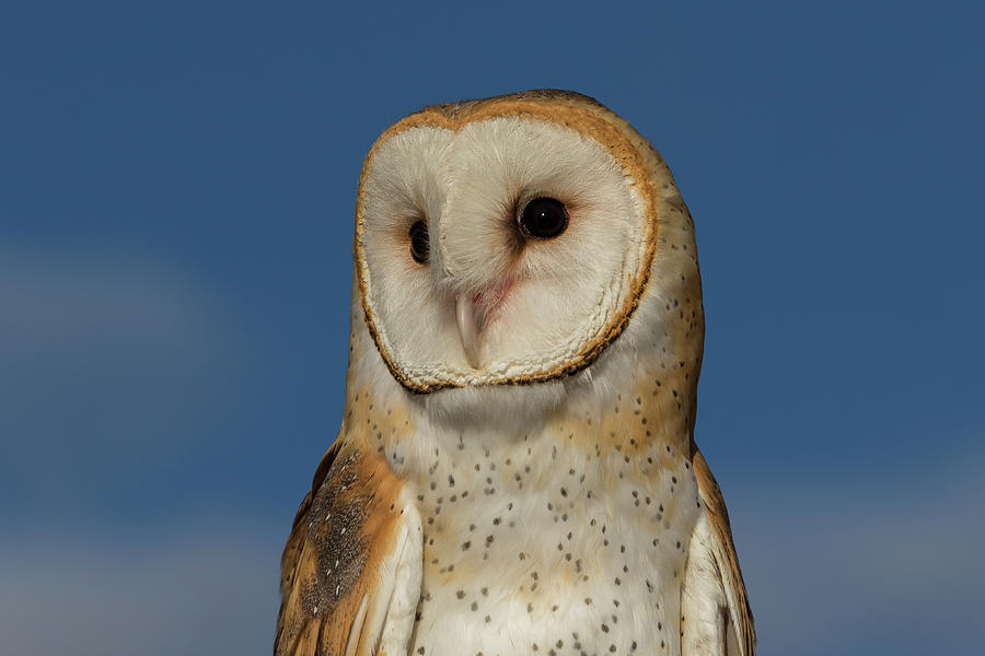 Barn Owl Portrait Photograph by Tony Hake - Fine Art America