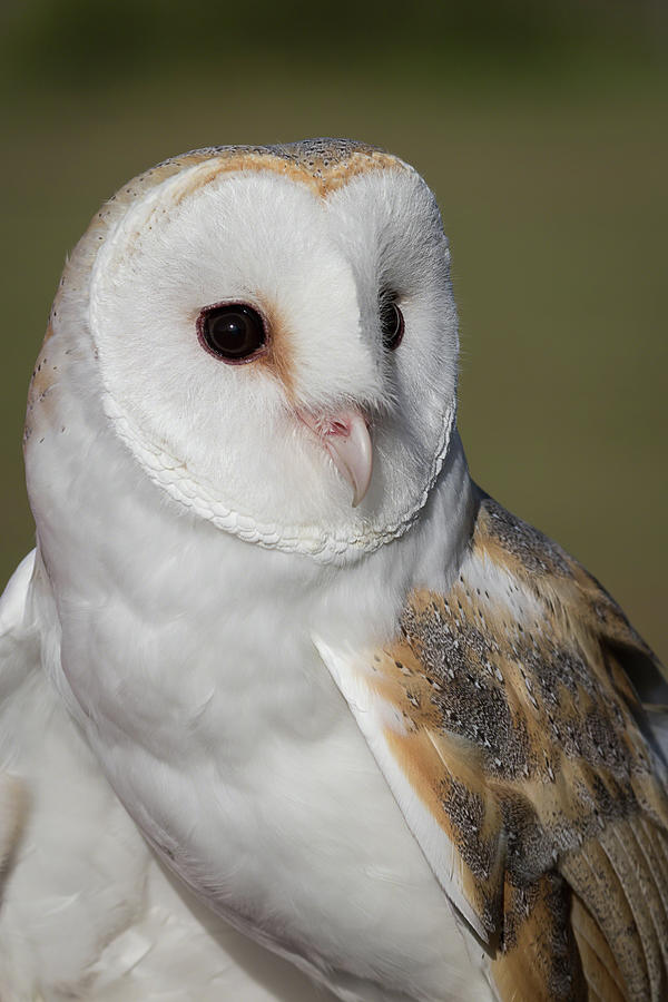 Barn Owl Portrait - WInged Ambassadors Photograph by Dawn Currie