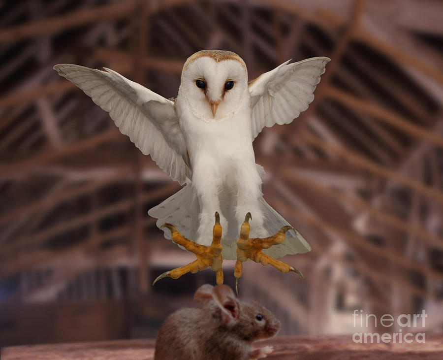 Barn Owl pouncing mouse Photograph by Warren Photographic