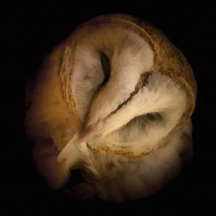 Barn Owl Preening Digital Art by Ernest Echols