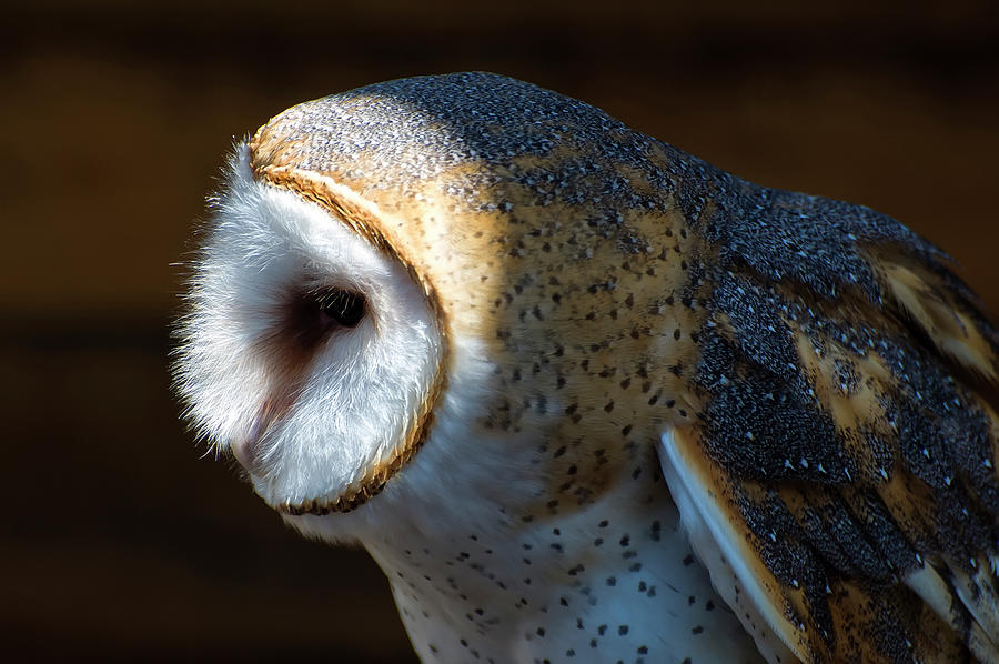 Owl Photograph - Barn Owl profile by Flees Photos
