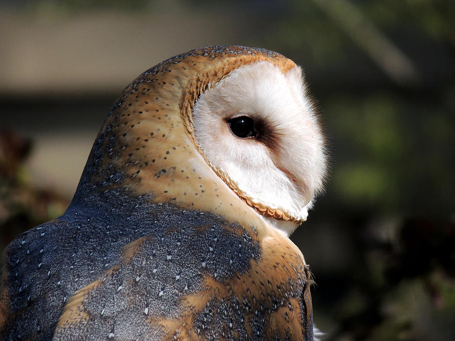 Barn Owl Profile Photograph by Mike Guhl | Fine Art America