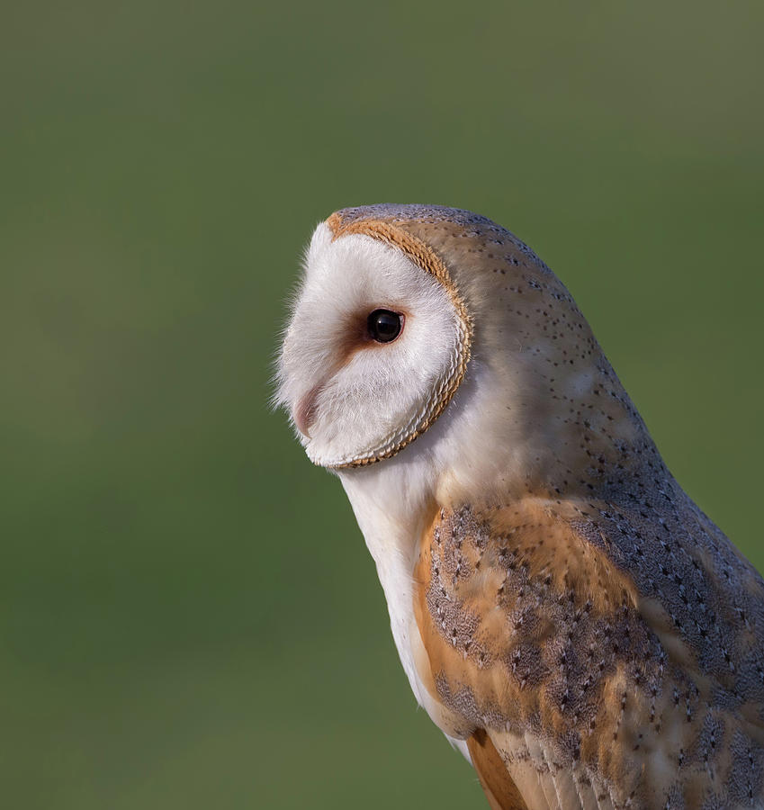 Barn Owl Profile Photograph by Pete Walkden