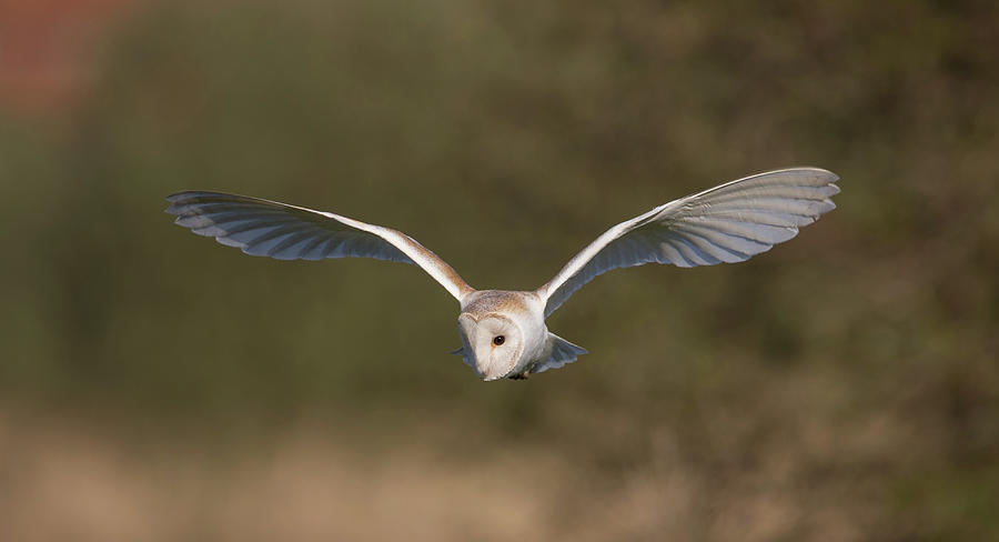 Barn Owl Quartering Photograph by Pete Walkden