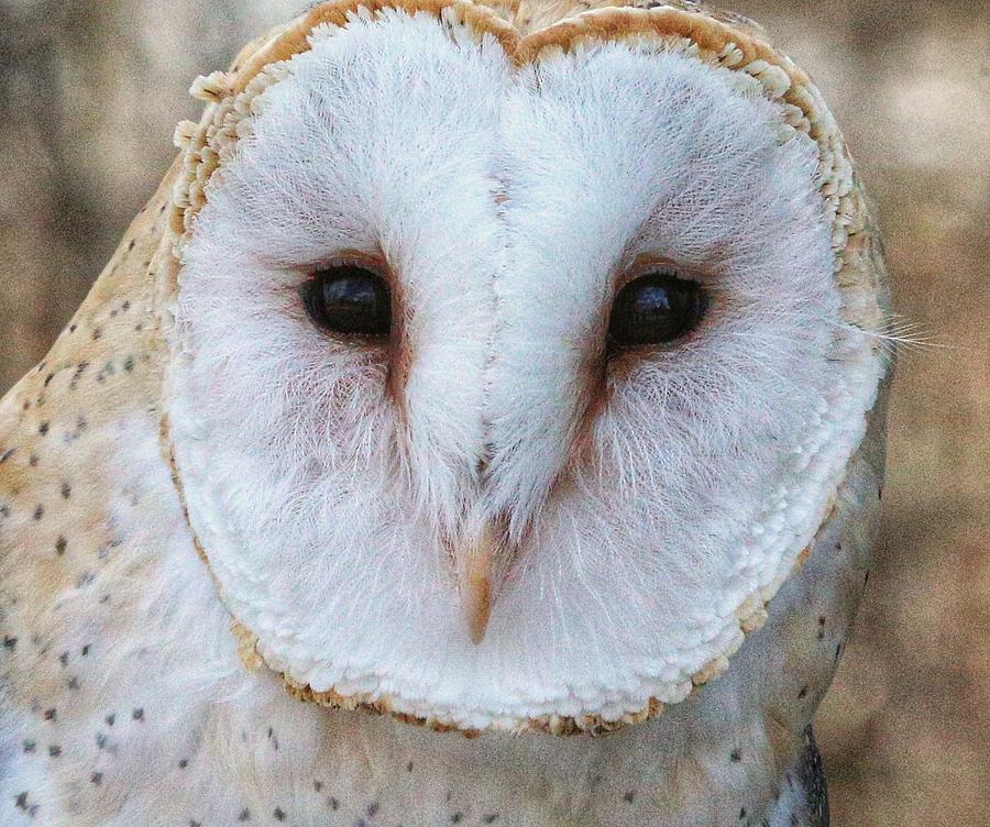 Owl Photograph - Barn Owl by Raakesh Blokhra