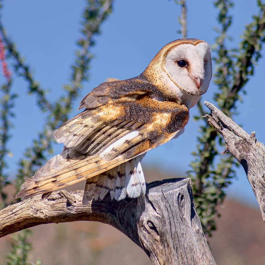 Barn Owl - Raptor Photograph by Nikolyn McDonald