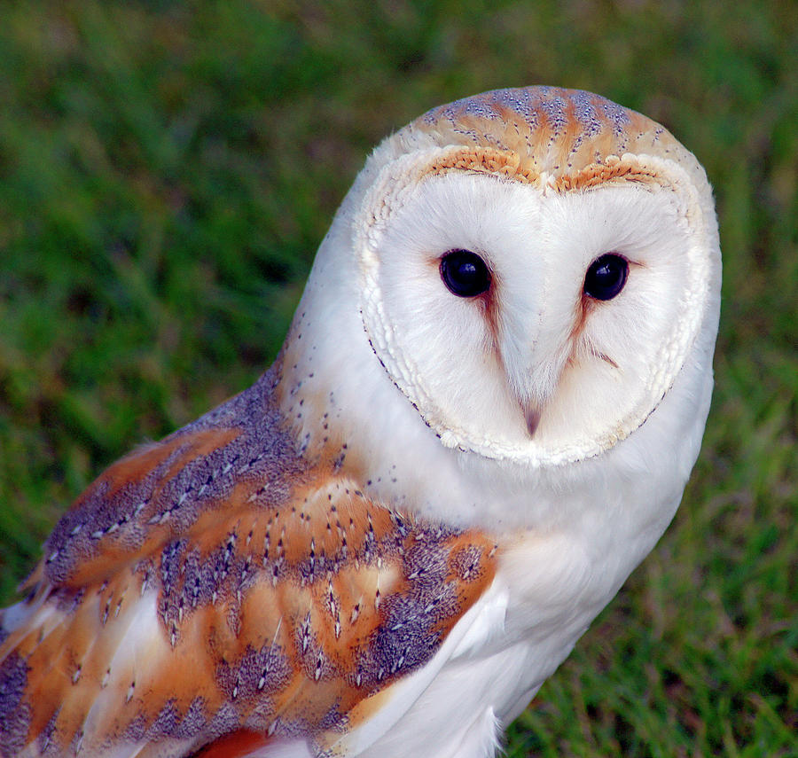 Owl Photograph - Barn owl by Sam Smith Photography