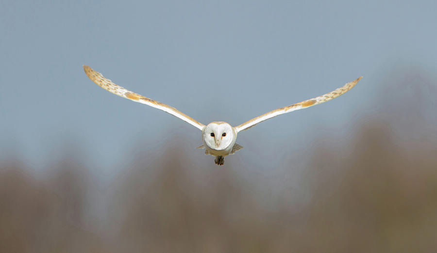 Barn Owl Sculthorpe Moor Photograph by Pete Walkden