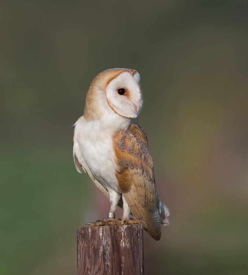 Barn Owl Side On Photograph by Pete Walkden