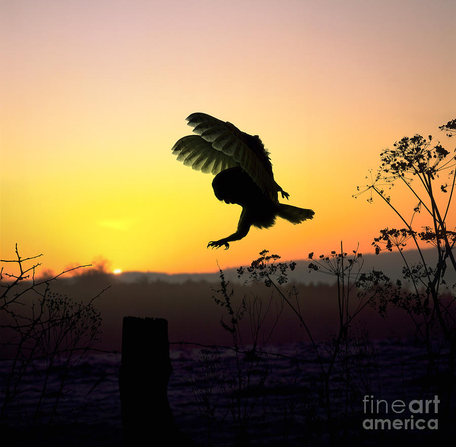Barn Owl silhouette at sunset Photograph by Warren Photographic