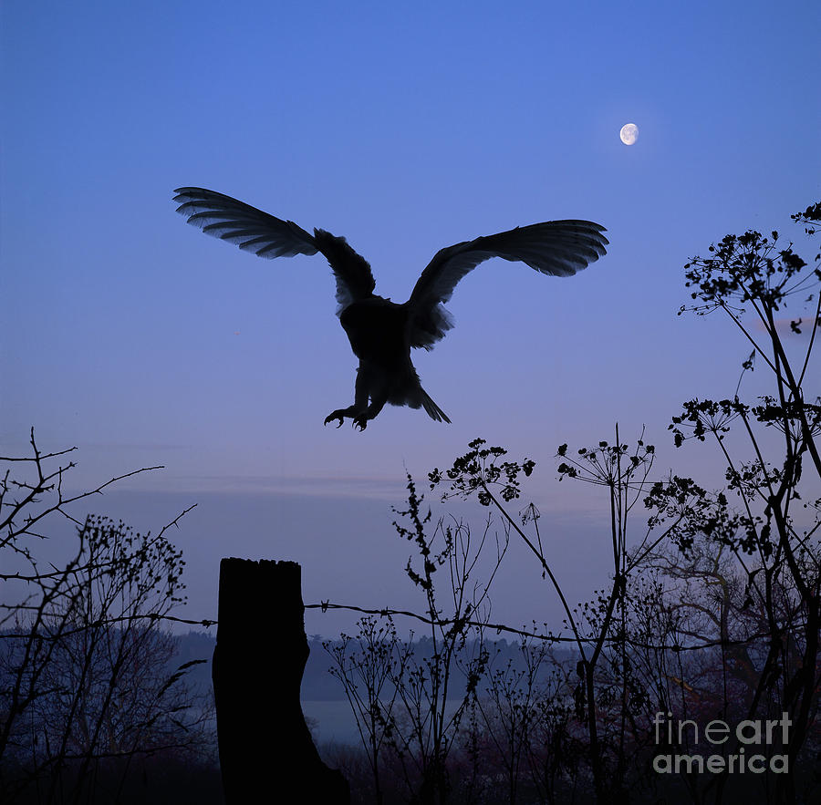 Barn Owl silhouette with moon Photograph by Warren Photographic