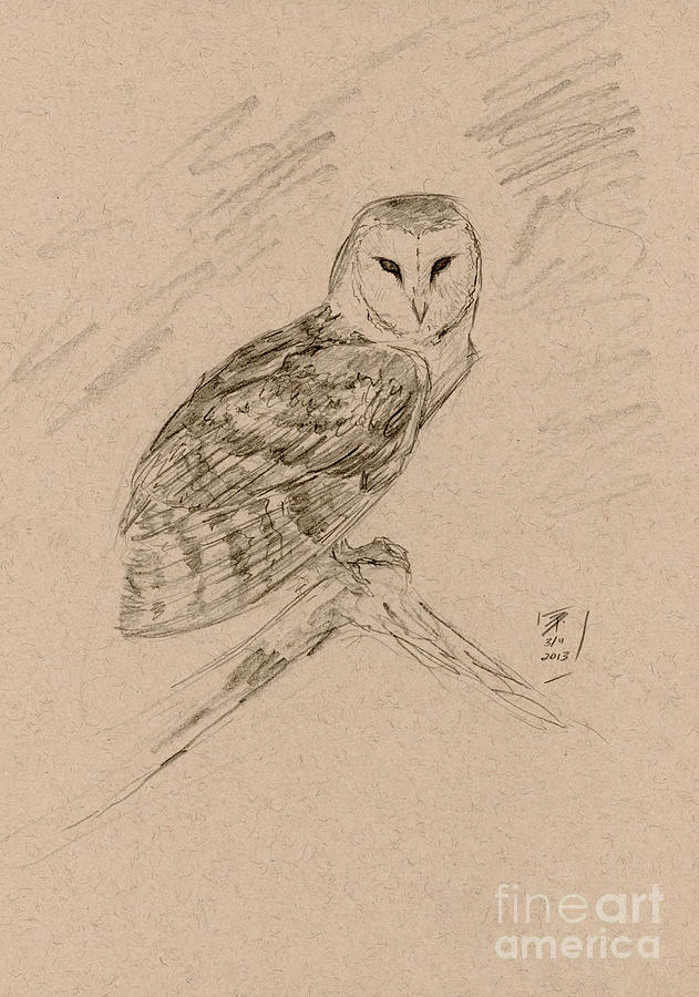 Barn Owl Sketch Drawing by Brandy Woods