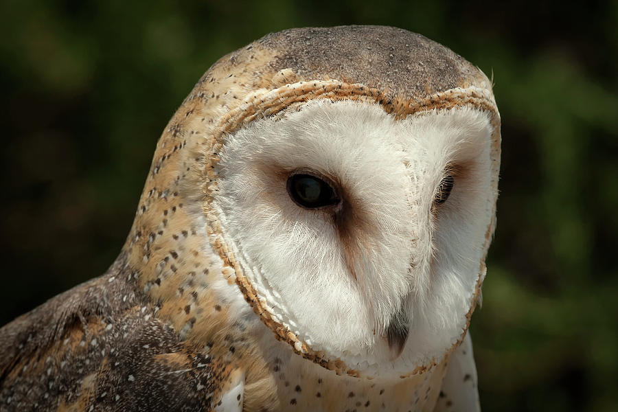 Barn Owl Photograph by Soroush Mostafanejad - Fine Art America