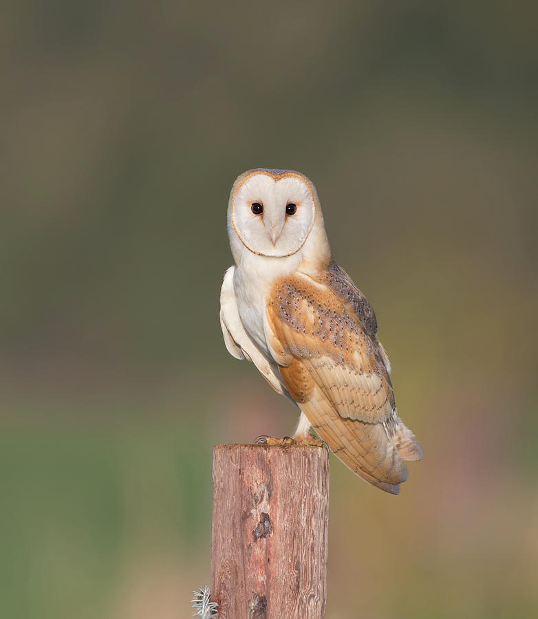 Barn Owl Stare Photograph by Pete Walkden