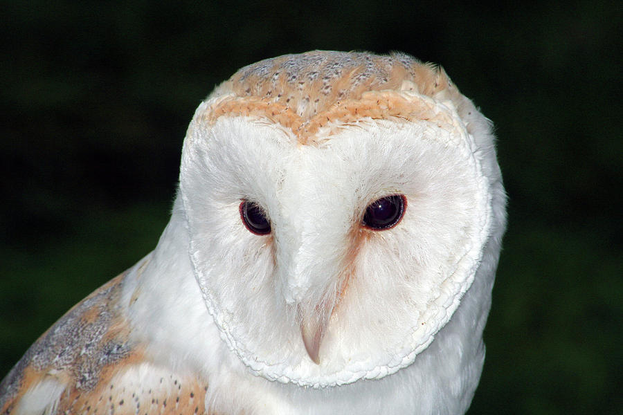 Barn owl Photograph by Stefan Drew - Fine Art America