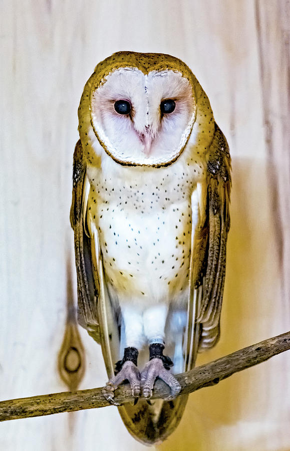 Barn Owl Photograph by Steve Harrington