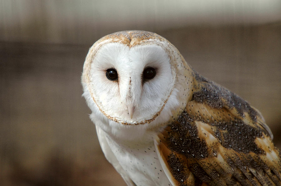 Barn Owl Photograph by Steve Stuller