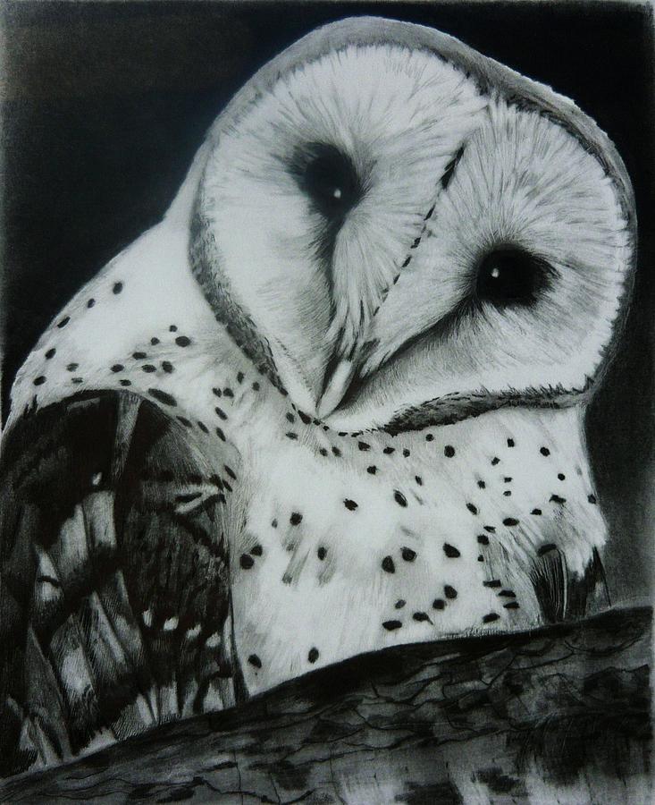 Barn Owl Drawing by Susan Barwell Fine Art America