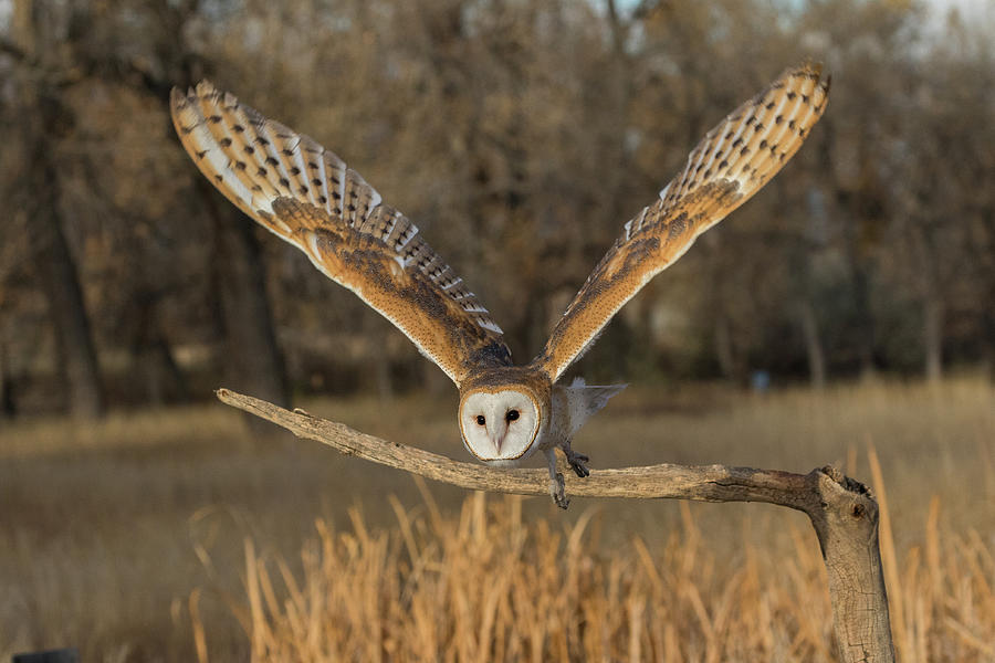 Barn Owl Takes Flight Photograph by Tony Hake