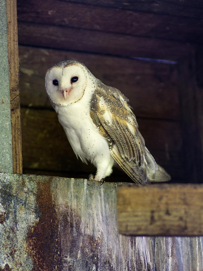 Barn Owl Photograph by Tania Read