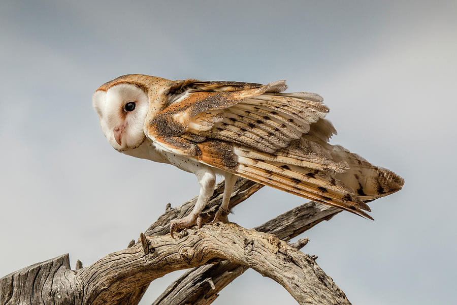 Barn Owl Photograph by Teresa Wilson
