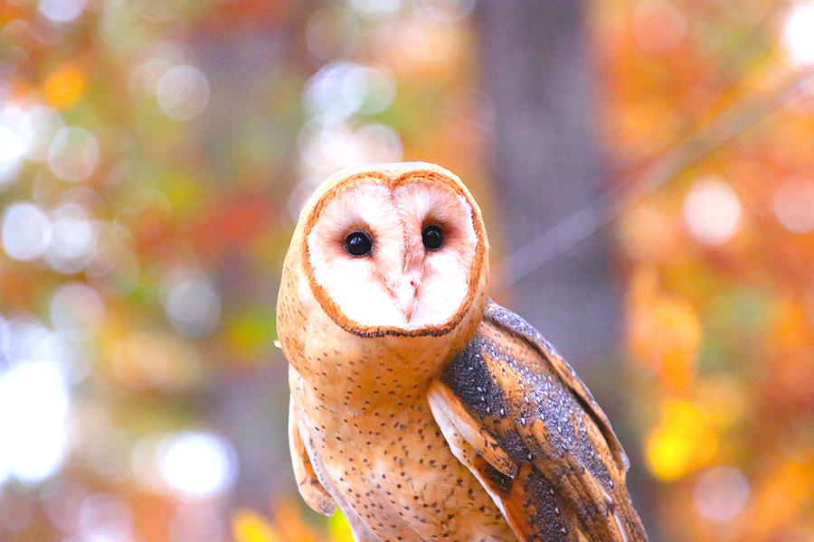 Barn Owl Photograph by Tony Umana Barn Owl Photograph by Tony Umana