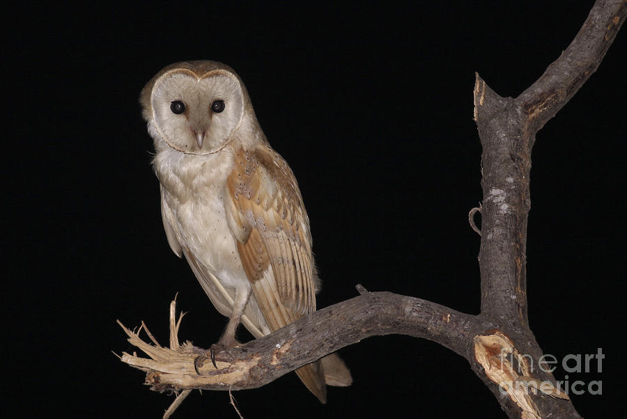 Barn Owl Tyto alba Photograph by Alon Meir