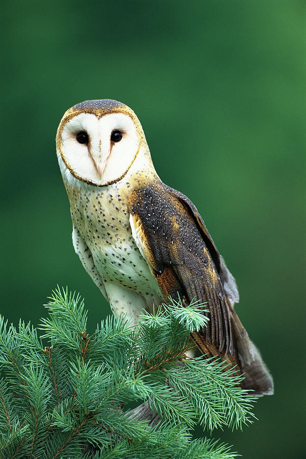 Barn Owl Tyto Alba Portrait, Hudson Photograph by Tom Vezo