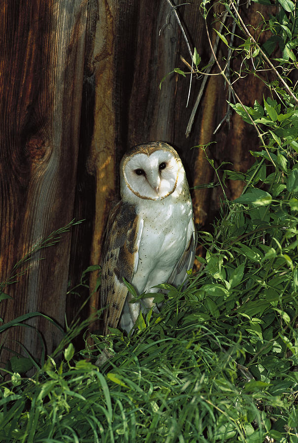 Barn Owl Tyto Alba Portrait, North Photograph by Konrad Wothe